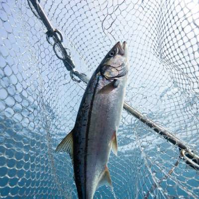 Крабы и минтай — в топе электронной сертификации экспорта в Китай и Корею